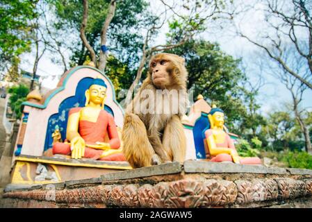 Sitzung Affe auf Swayambhunath Stupa in Kathmandu, Nepal - Mai, 2019 Stockfoto