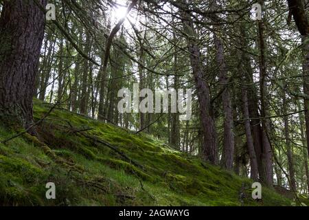 Grünes Gras und Steine mit Moos durch hohe Bäume in den schottischen Highlands abgedeckt Stockfoto