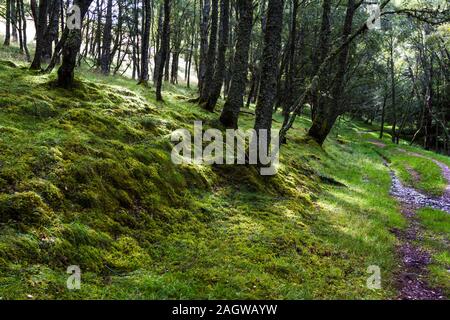 Grünes Gras und Steine mit Moos durch hohe Bäume in den schottischen Highlands abgedeckt Stockfoto