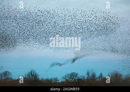 Starling murmuration, die wie ein Tornado wie schaffen sie grosse Herden für kommunale Herbst und Winter als Mittel der Schutz von Raubtieren Roost. Stockfoto