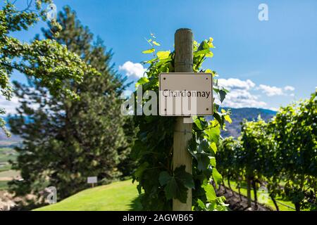 Chardonnay Rebsorte Zeichen auf hölzernen vertikalen Ende post, Kanadische Weinberg Feld Hintergrund, Okanagan Valley Region British Columbia BC, Kanada Stockfoto