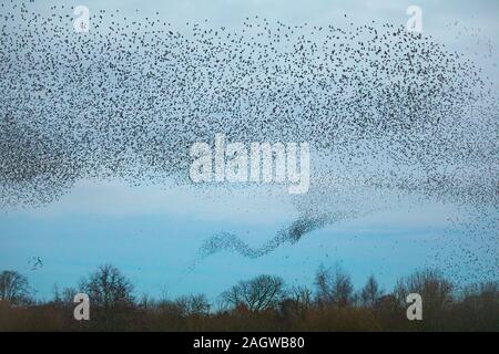 Starling murmuration, die wie ein Tornado wie schaffen sie grosse Herden für kommunale Herbst und Winter als Mittel der Schutz von Raubtieren Roost. Stockfoto