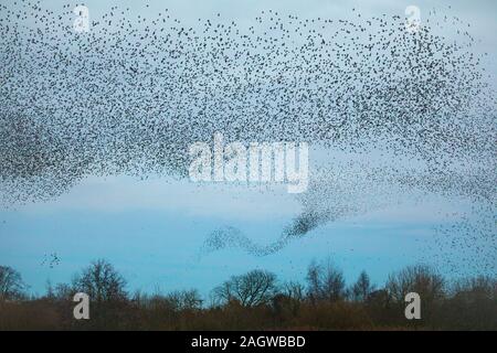 Starling murmuration, die wie ein Tornado wie schaffen sie grosse Herden für kommunale Herbst und Winter als Mittel der Schutz von Raubtieren Roost. Stockfoto