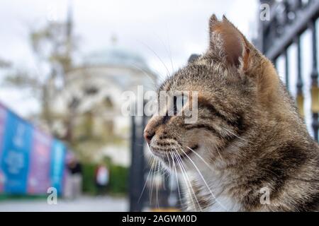 Die Katze, die grauen und schwarzen Mustern findet. Der Kopf wurde von der Seite fotografiert. Seine Augen sind grün. Der Hintergrund ist unscharf. Stockfoto