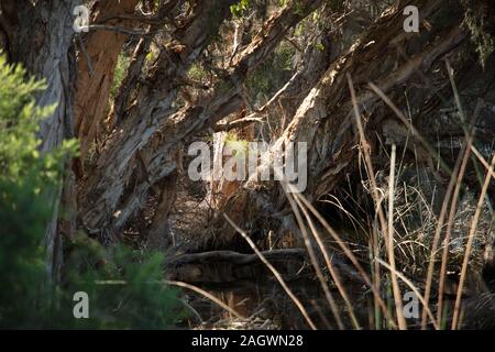 Bäume wachsen am Rande eines Sees in der Nähe von Joondalup, einem Vorort von Perth, Western Australia. Stockfoto