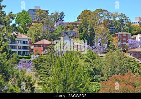 Typische historische Australischen Gebäude mit blühenden Jacaranda Baum im Vordergrund Stockfoto