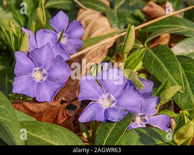 Kleine blaue Glocke Blumen Textur. Blumen im Gras, Nahaufnahme, Ansicht bauchiger Blüte plan Stockfoto