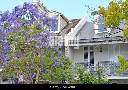 Typische historische Australischen Gebäude mit blühenden Jacaranda Baum im Vordergrund Stockfoto