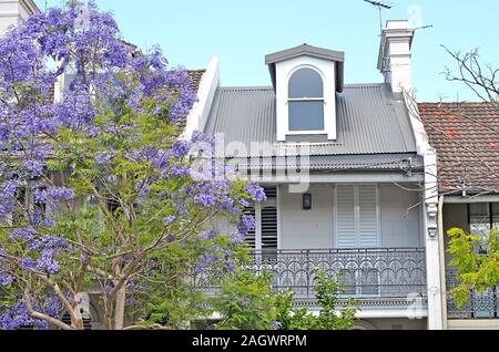 Typische historische Australischen Gebäude mit blühenden Jacaranda Baum im Vordergrund Stockfoto