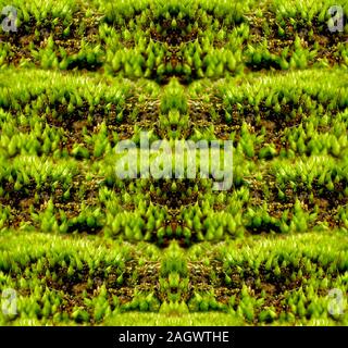 Makroaufnahme der Moss. Nahtlose symmetrische Muster. Natürliche Hintergrund Stockfoto
