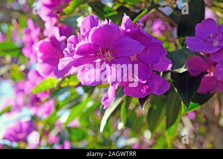 Schönen blühenden Tibouchina Bäume im Sonnenuntergang Licht im Centennial Park, Sydney, Australien Stockfoto