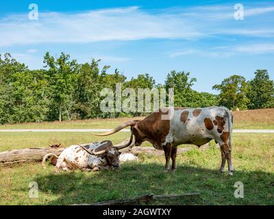 Zwei Texas Longhorn Rinder auf der Weide auf einer Ranch liegt. Stockfoto
