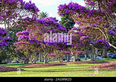 Schönen blühenden Tibouchina Bäume im Sonnenuntergang Licht im Centennial Park, Sydney, Australien Stockfoto