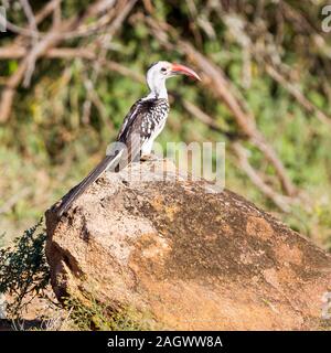 Ein alleinerwachsener Hornbill im Freien auf einem großen Felsen, Seitenansicht, quadratisches Format, Sosian, Laikipia, Kenia, Afrika Stockfoto