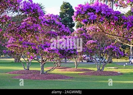 Schönen blühenden Tibouchina Bäume im Sonnenuntergang Licht im Centennial Park, Sydney, Australien Stockfoto