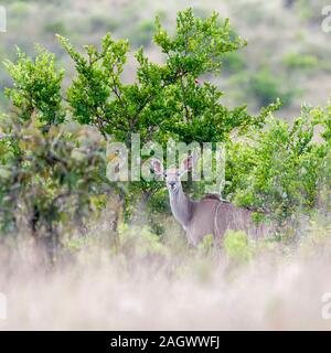 Ein junger großer Kudu allein im Unterholz, in Richtung Kamera, quadratisches Format, Sosian, Laikipia, Kenia, Afrika Stockfoto