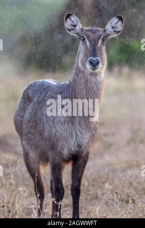 Ein einzelner junger Wasserbock sehr nah an Kopf im Regen stehend, hinterleuchtet, Hochformat, Sosian, Laikipia, Kenia, Afrika Stockfoto