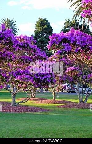 Schönen blühenden Tibouchina Bäume im Sonnenuntergang Licht im Centennial Park, Sydney, Australien Stockfoto