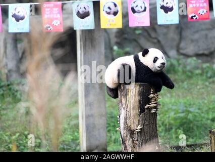 Chongqing, China. 22 Dez, 2019. Ein sechs Monate alter Panda cub spielt an der Chongqing Zoo im Südwesten Chinas Chongqing am Dez. 22, 2019. Der Zoo am Sonntag ein halbes Jahr alte Geburtstagsfeier für die vier panda Jungen namens Shuangshuang, Chongchong und Xixi, Qingqing, die kombinieren, um zu symbolisieren, Freude und Glück' auf Chinesisch 00. Credit: Tang Yi/Xinhua/Alamy leben Nachrichten Stockfoto