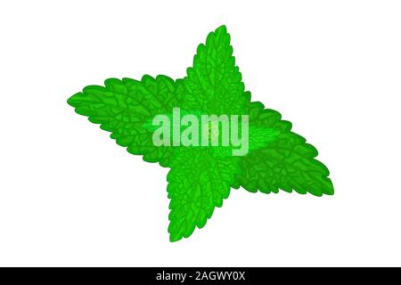 Catnip Blätter auf weißem Hintergrund. Katzenminze Nepeta Cataria, Katzenminze oder catswort Gewürzpflanze Abbildung im Comic-stil. Vektor. EPS 10. Stock Vektor