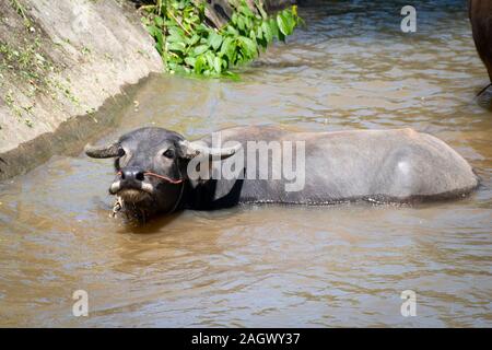 Wasserbüffel in Fluss, Chiang Mai, Thailand Stockfoto