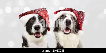 Banner zwei Border Collie Hund feiern Weihnachten tragen ein rotes Santa Claus hat. Auf grauem Hintergrund Stockfoto