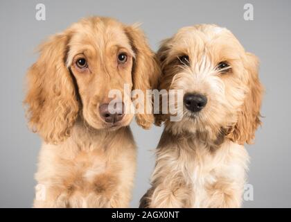 Cockapoo Welpen bei 16 Wochen Stockfoto