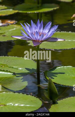 Blue Water Lilly Blüte und Stiel Stockfoto