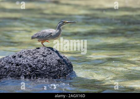 Gestreift Heron Angeln, Mauritius Stockfoto