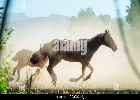 Horse Herde auf der Weide in Chile, Südamerika Stockfoto