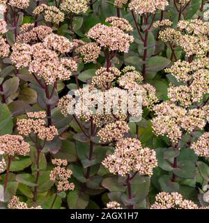 Rosa Sedum telephium „Joyce Henderson“ Blumen und Blumenstämme wachsen im Garten, August, England, Großbritannien Stockfoto