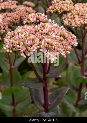 Rosa Sedum telephium „Joyce Henderson“ Blumen und Blumenstämme wachsen im Garten, August, England, Großbritannien Stockfoto