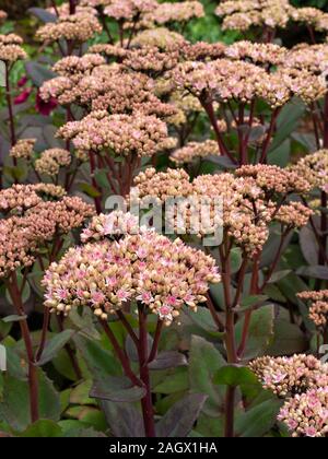 Rosa Sedum telephium „Joyce Henderson“ Blumen und Blumenstämme wachsen im Garten, August, England, Großbritannien Stockfoto