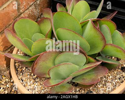 Kalanchoe thyrsiflora' Bronze Skulptur' saftige Paddel Pflanze im Topf mit Kies wächst, August, England, Großbritannien Stockfoto