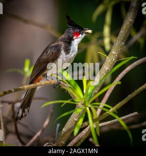 Red-Whiskered Bulbul (Pycnonotus jocosus) Stockfoto