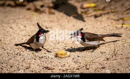 Red-Whiskered Bulbuls (Pycnonotus jocosus) Stockfoto