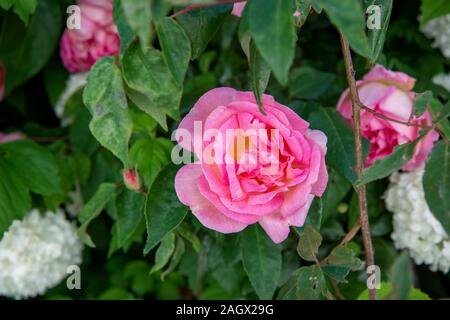 Nahaufnahme einer rosa blühenden Rose Stockfoto