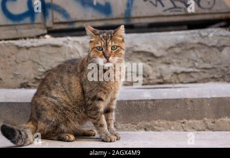 Grau tabby Katze sitzt auf Steine und blickt über die Schulter Stockfoto