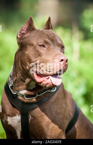 Porträt einer Familie Rednose 7/8 American Bully Dog Stockfoto