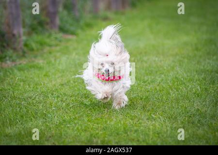 Chinesischer Schopfhund Puder-hauch läuft auf einer Wiese Stockfoto