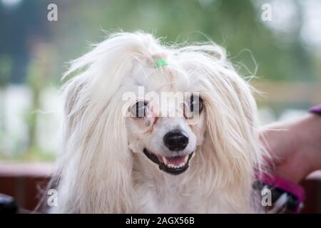 Porträt eines weißen Chinesischer Schopfhund Puder-hauch Stockfoto