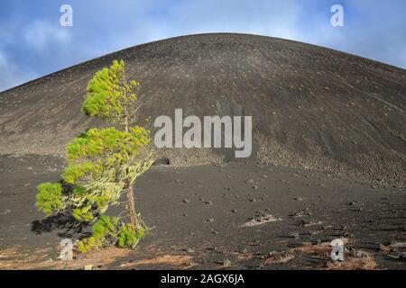 Schwarze Vulkan Felder. Chinyero, Insel Teneriffa. Stockfoto