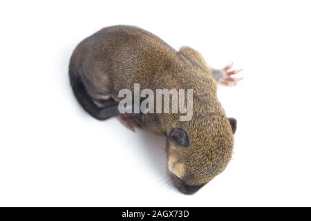 Das baby Wegerich Eichhörnchen, orientalische Eichhörnchen oder dreifarbige Eichhörnchen (callosciurus Notatus) auf weißem Hintergrund Stockfoto