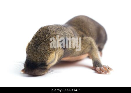 Das baby Wegerich Eichhörnchen, orientalische Eichhörnchen oder dreifarbige Eichhörnchen (callosciurus Notatus) auf weißem Hintergrund Stockfoto