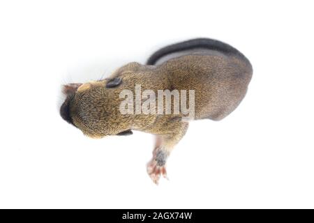 Das baby Wegerich Eichhörnchen, orientalische Eichhörnchen oder dreifarbige Eichhörnchen (callosciurus Notatus) auf weißem Hintergrund Stockfoto