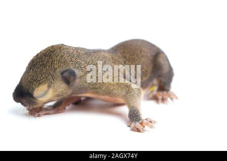 Das baby Wegerich Eichhörnchen, orientalische Eichhörnchen oder dreifarbige Eichhörnchen (callosciurus Notatus) auf weißem Hintergrund Stockfoto