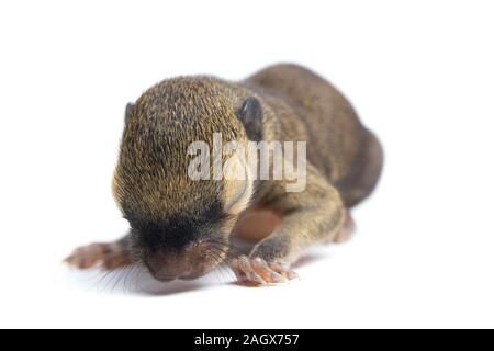 Das baby Wegerich Eichhörnchen, orientalische Eichhörnchen oder dreifarbige Eichhörnchen (callosciurus Notatus) auf weißem Hintergrund Stockfoto