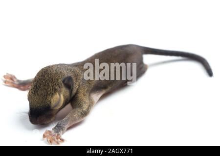 Das baby Wegerich Eichhörnchen, orientalische Eichhörnchen oder dreifarbige Eichhörnchen (callosciurus Notatus) auf weißem Hintergrund Stockfoto