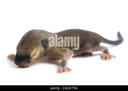 Das baby Wegerich Eichhörnchen, orientalische Eichhörnchen oder dreifarbige Eichhörnchen (callosciurus Notatus) auf weißem Hintergrund Stockfoto