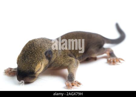 Das baby Wegerich Eichhörnchen, orientalische Eichhörnchen oder dreifarbige Eichhörnchen (callosciurus Notatus) auf weißem Hintergrund Stockfoto